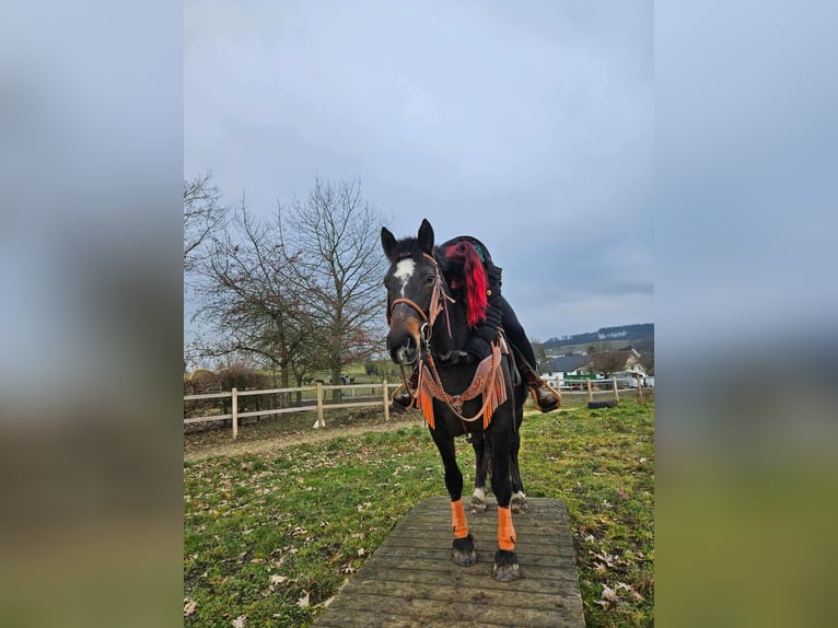 Freiberger Stute 10 Jahre 160 cm Brauner in Linkenbach