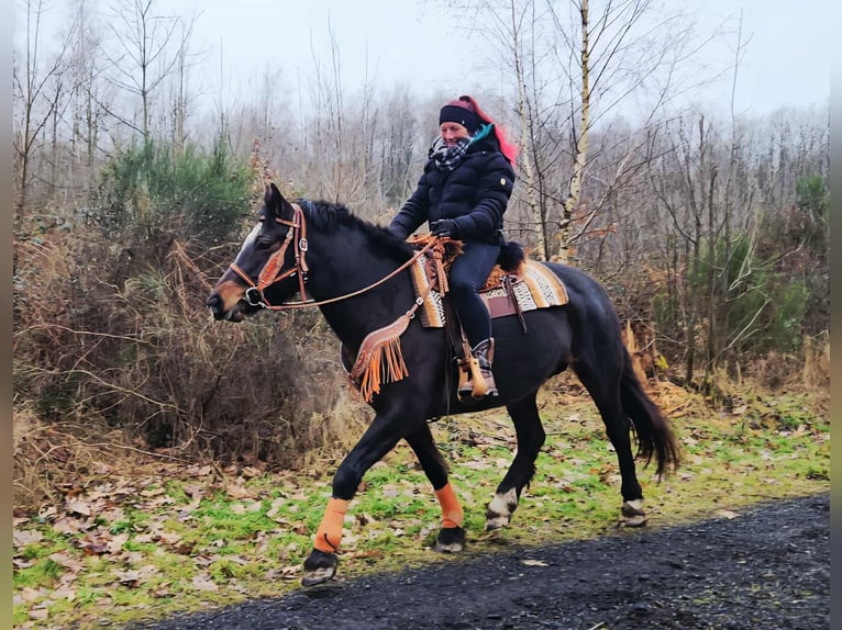 Freiberger Stute 10 Jahre 160 cm Brauner in Linkenbach