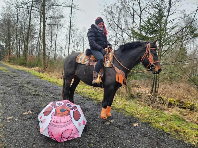 Freiberger Stute 10 Jahre 160 cm Dunkelbrauner in Linkenbach