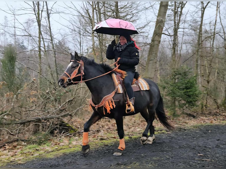 Freiberger Stute 10 Jahre 160 cm  in Linkenbach
