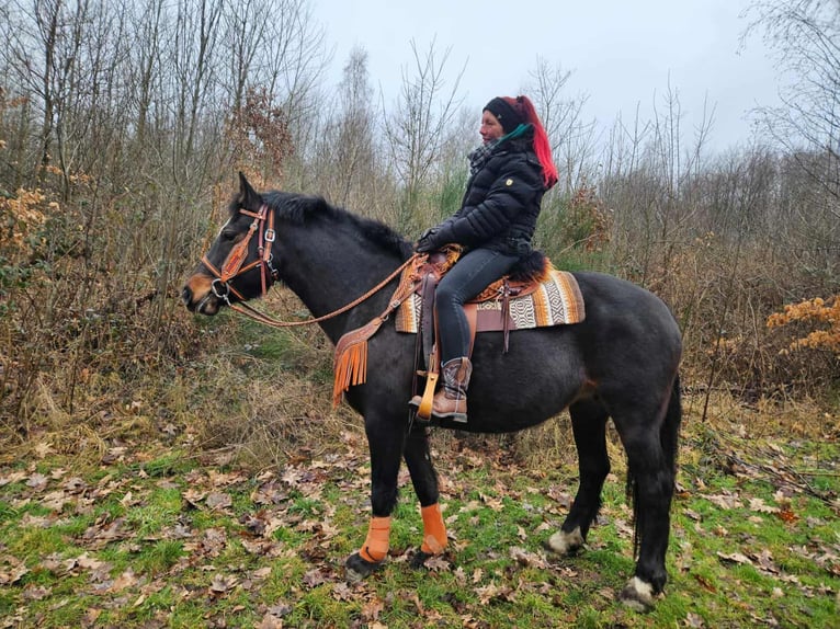 Freiberger Stute 10 Jahre 160 cm  in Linkenbach