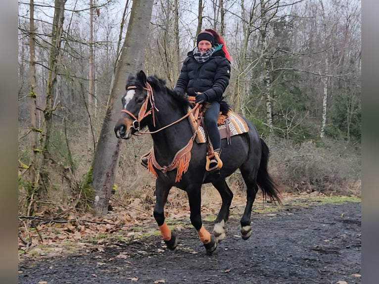 Freiberger Stute 10 Jahre 160 cm  in Linkenbach