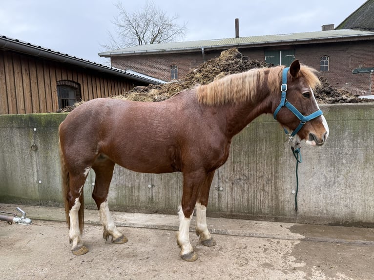 Freiberger Stute 10 Jahre 160 cm Fuchs in Tornesch