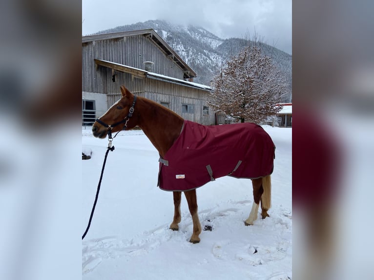 Freiberger Stute 10 Jahre 168 cm Fuchs in Rottach-Egern