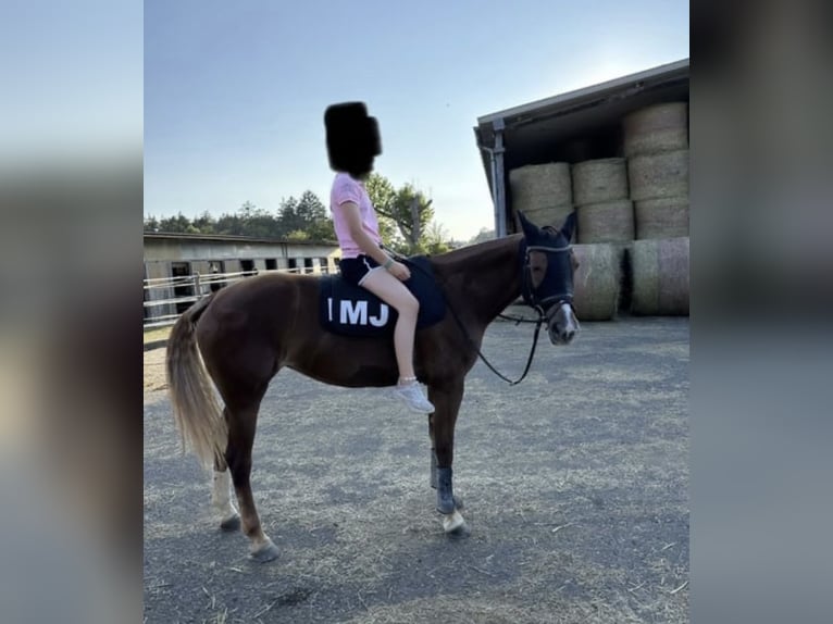 Freiberger Stute 10 Jahre 168 cm Fuchs in Rottach-Egern