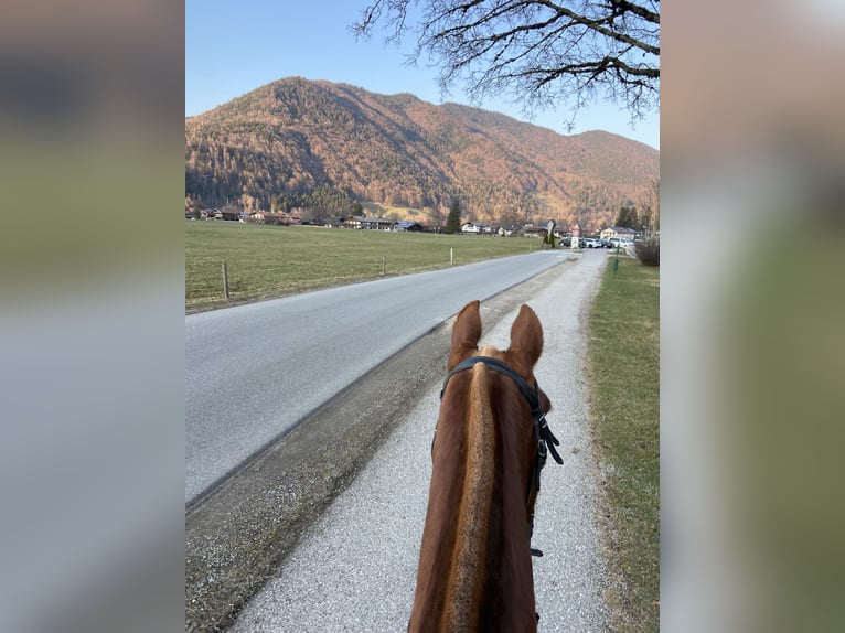 Freiberger Stute 10 Jahre 168 cm Fuchs in Rottach-Egern