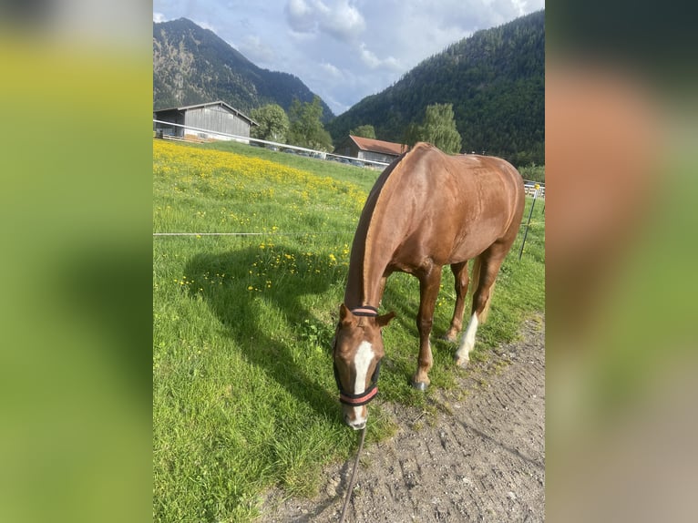 Freiberger Stute 10 Jahre 168 cm Fuchs in Rottach-Egern