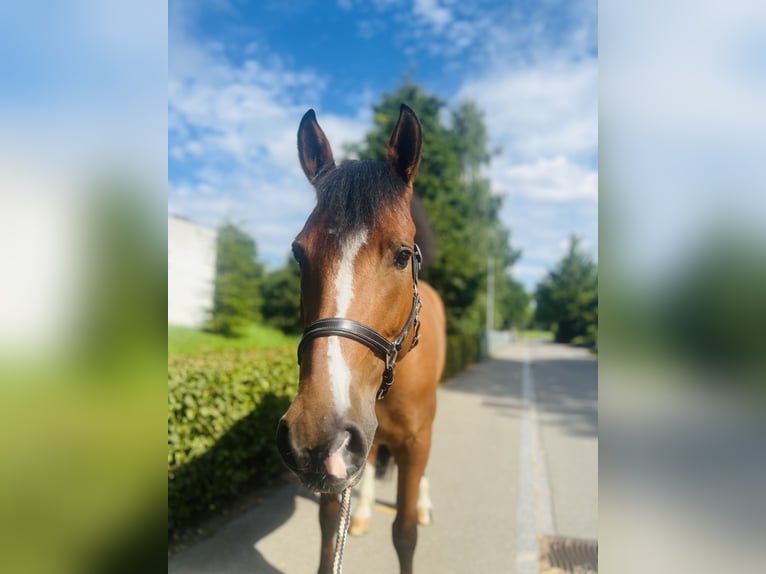Freiberger Stute 10 Jahre Brauner in Dietikon