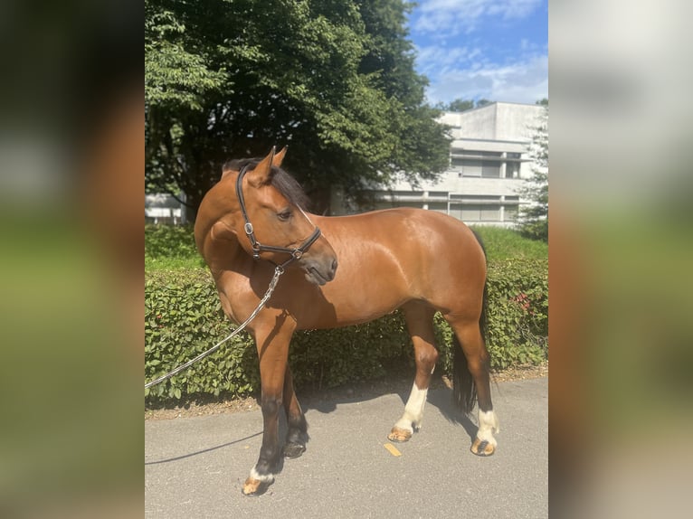 Freiberger Stute 10 Jahre Brauner in Dietikon
