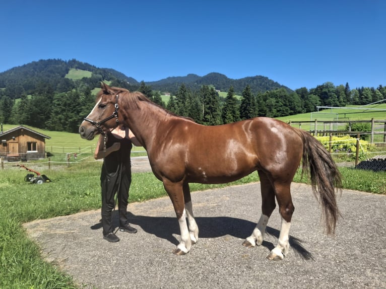 Freiberger Stute 11 Jahre 155 cm Fuchs in Hittisau