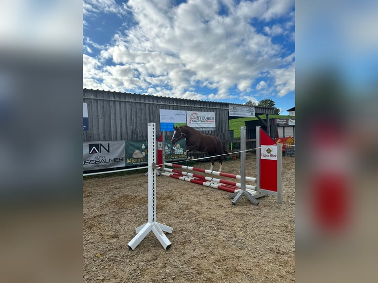 Freiberger Stute 11 Jahre 155 cm Fuchs in Hittisau