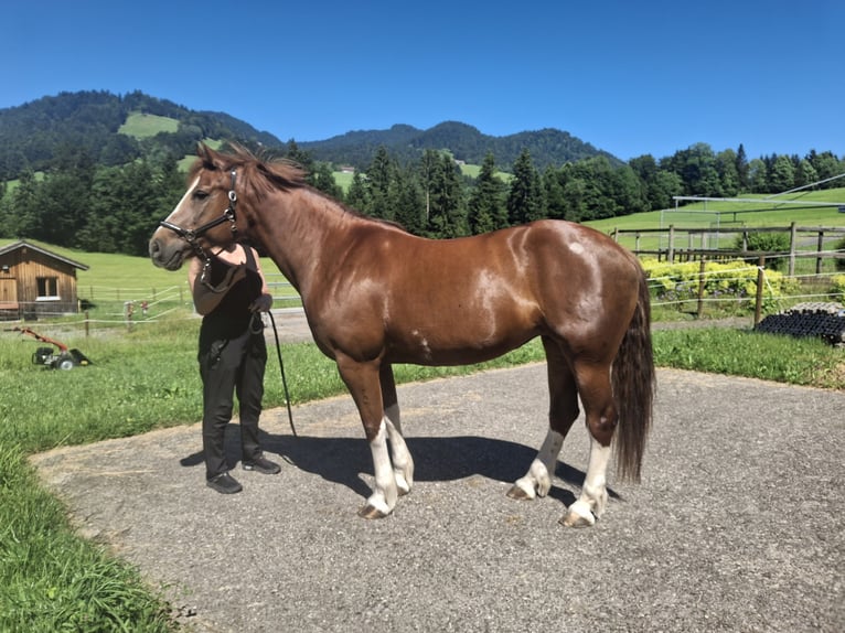 Freiberger Stute 11 Jahre 155 cm Fuchs in Hittisau