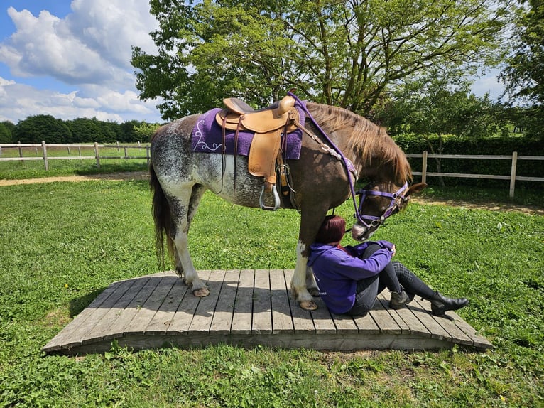 Freiberger Stute 11 Jahre 159 cm Schecke in Linkenbach