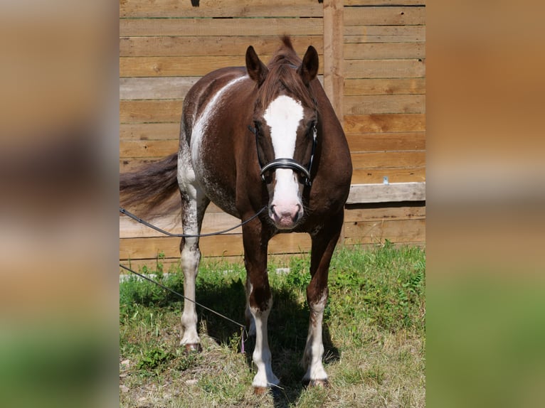 Freiberger Stute 11 Jahre 160 cm Rotfuchs in Galenberg