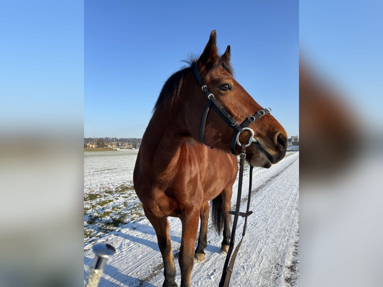 Freiberger Stute 11 Jahre 165 cm Brauner in Dietlikon