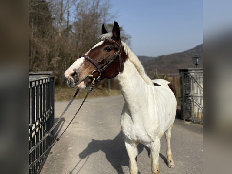 Freiberger Stute 11 Jahre  in Lausen