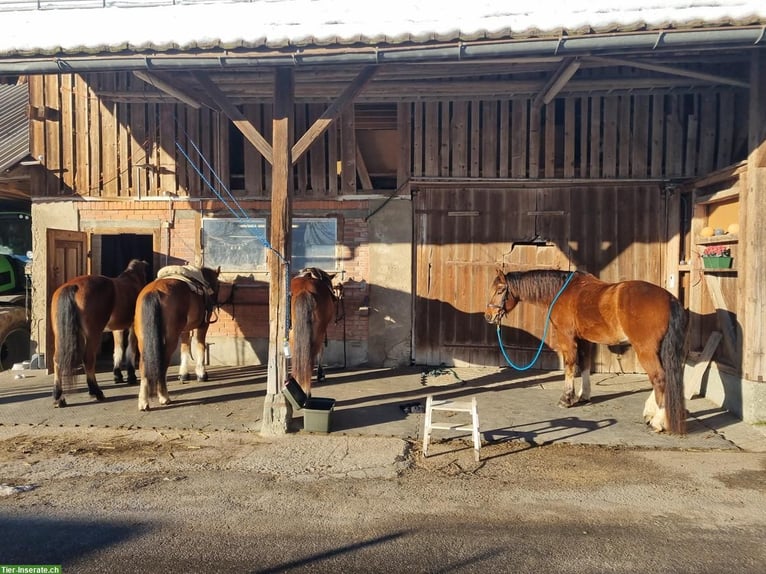 Freiberger Stute 11 Jahre in Schönenberg ZH