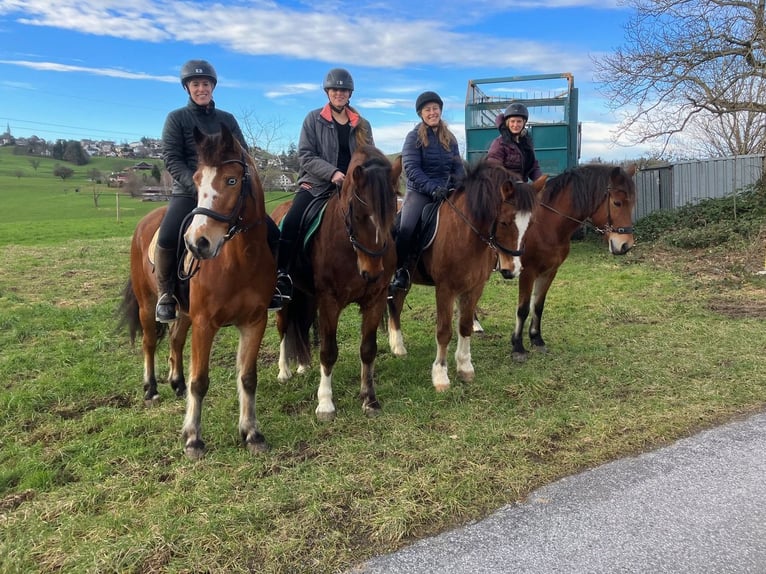 Freiberger Stute 11 Jahre in Schönenberg ZH