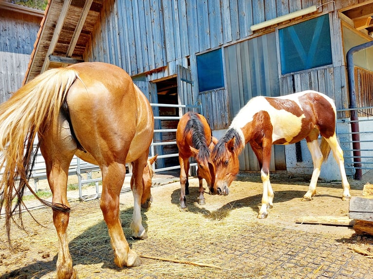 Freiberger Stute 11 Jahre Fuchs in Innerberg