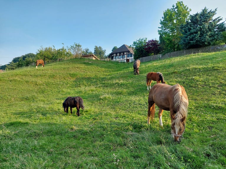 Freiberger Stute 11 Jahre Fuchs in Innerberg