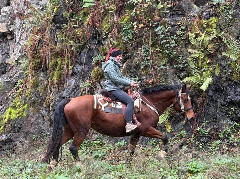 Freiberger Stute 12 Jahre 155 cm Brauner in Linkenbach