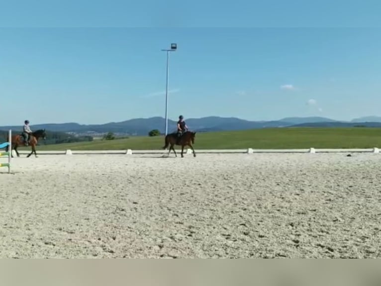 Freiberger Stute 12 Jahre 155 cm Fuchs in Rheinfelden