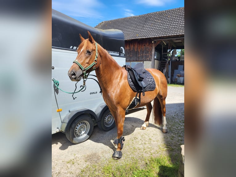 Freiberger Stute 12 Jahre 155 cm Fuchs in Rheinfelden