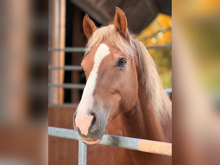 Freiberger Stute 12 Jahre 156 cm Dunkelfuchs in Landiswil