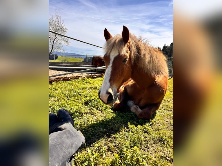 Freiberger Stute 12 Jahre 156 cm Dunkelfuchs in Landiswil