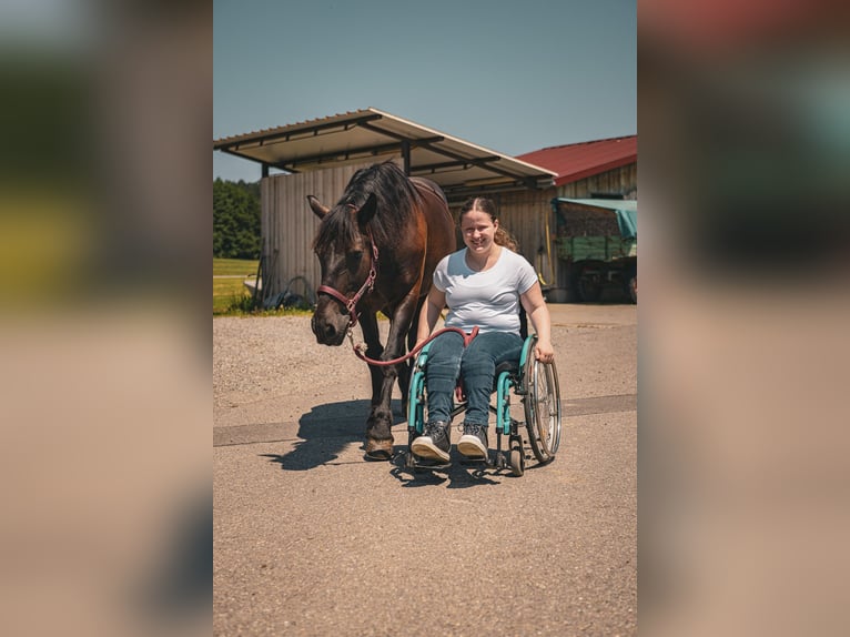 Freiberger Mix Stute 12 Jahre 156 cm Rappe in Tettnang