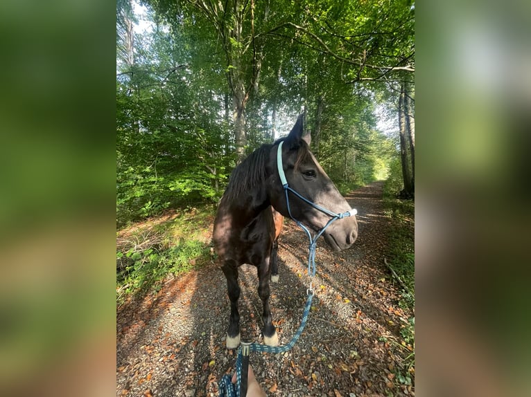 Freiberger Mix Stute 12 Jahre 156 cm Rappe in Tettnang