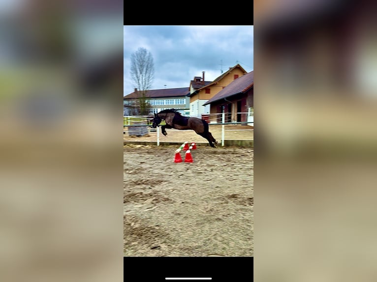 Freiberger Mix Stute 13 Jahre 156 cm Rappe in Tettnang