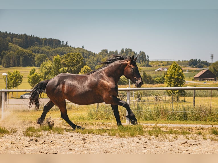 Freiberger Mix Stute 13 Jahre 156 cm Rappe in Tettnang