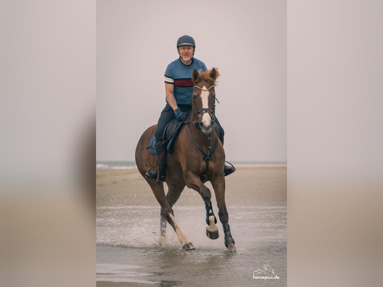 Freiberger Stute 13 Jahre 158 cm Fuchs in M&#xF6;hneseeM&#xF6;hnesee