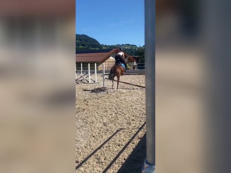 Freiberger Mix Stute 14 Jahre 140 cm Fuchs in B&#xFC;tschwil SG