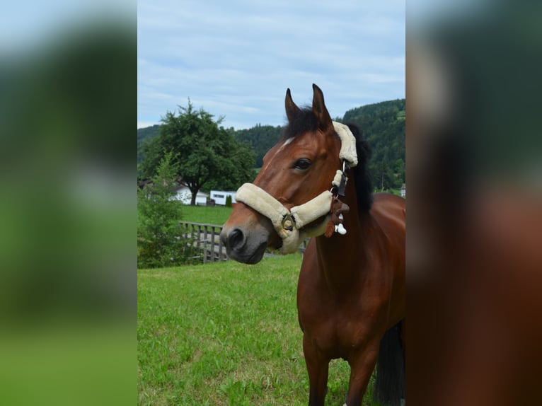 Freiberger Mix Stute 14 Jahre 140 cm Fuchs in B&#xFC;tschwil SG