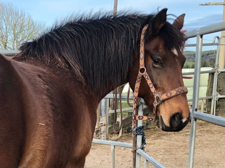Freiberger Stute 14 Jahre 152 cm Brauner in Düsseldorf50