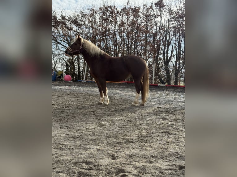 Freiberger Stute 14 Jahre 152 cm Fuchs in Sünikon