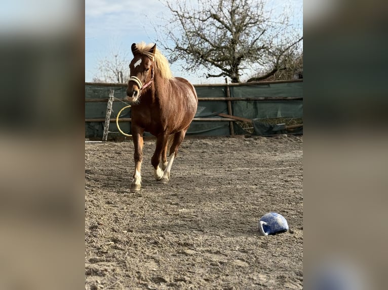 Freiberger Stute 14 Jahre 152 cm Fuchs in Sünikon