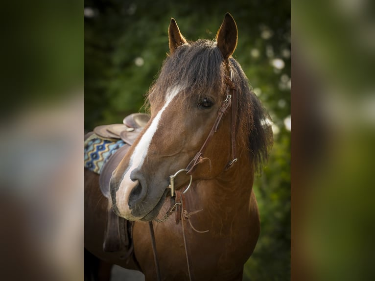 Freiberger Stute 14 Jahre 157 cm Brauner in Jonschwil