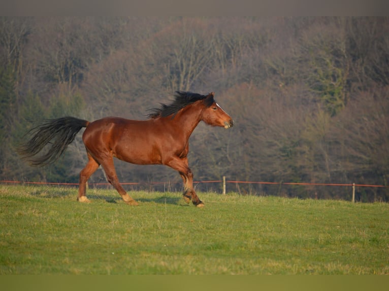 Freiberger Stute 14 Jahre 157 cm Brauner in Jonschwil