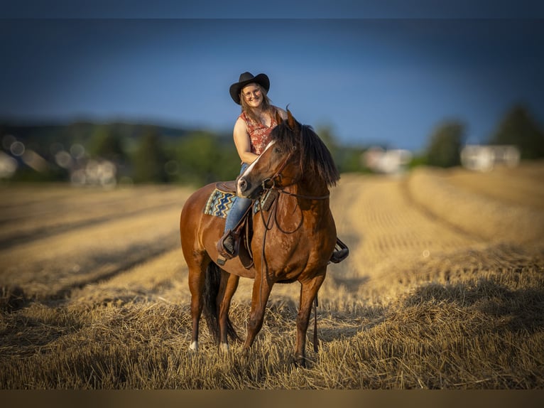 Freiberger Stute 14 Jahre 157 cm Brauner in Jonschwil