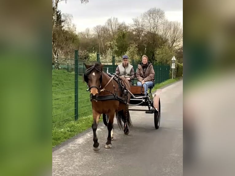 Freiberger Stute 15 Jahre 152 cm Brauner in Düsseldorf50