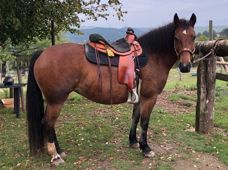 Freiberger Stute 15 Jahre 152 cm Brauner in Düsseldorf50