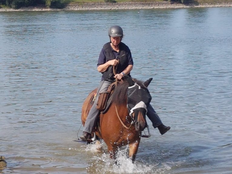 Freiberger Stute 15 Jahre 152 cm Brauner in Düsseldorf50