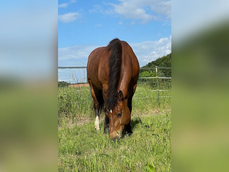 Freiberger Stute 15 Jahre 152 cm Brauner in Düsseldorf50