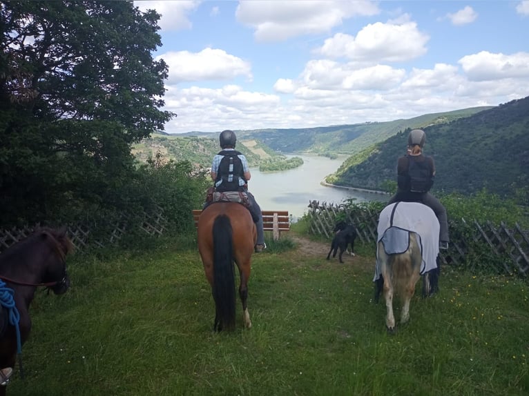 Freiberger Stute 15 Jahre 152 cm Brauner in Düsseldorf50