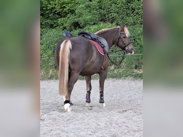 Freiberger Stute 15 Jahre 152 cm Dunkelfuchs in Bettwil