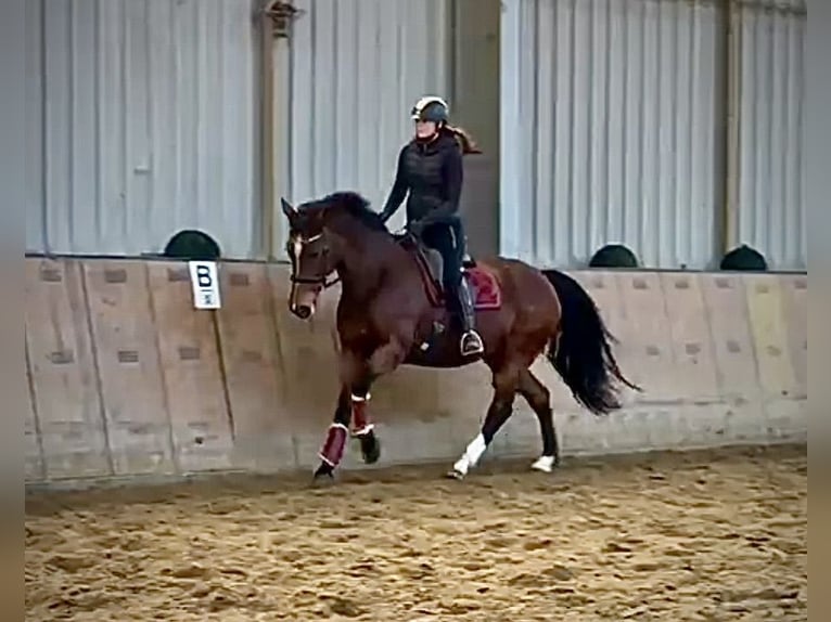 Freiberger Stute 15 Jahre 157 cm Brauner in Neustadt (Wied)