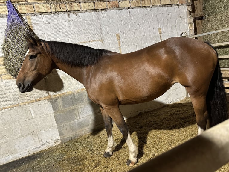 Freiberger Stute 15 Jahre 157 cm in St. Pelagiberg